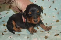 Black and Tan Male , a male Miniature Dachshund for sale in Sylvia, KS – 2 of 8