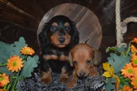 Black and Tan Male , a male Miniature Dachshund for sale in Sylvia, KS – 3 of 8