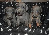 Female , a male Weimaraner for sale in Sylvia, KS – 5 of 5