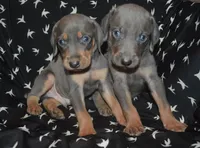 MOH Blue Male , a male Weimaraner for sale in Sylvia, KS – 4 of 7