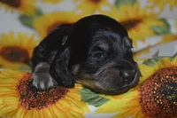 BK/Cream AKC/PRA Clear , a female Miniature Dachshund for sale in Sylvia, KS – 2 of 6