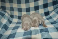 Silver Female AKC , a female Weimaraner for sale in Sylvia, KS – 6 of 6