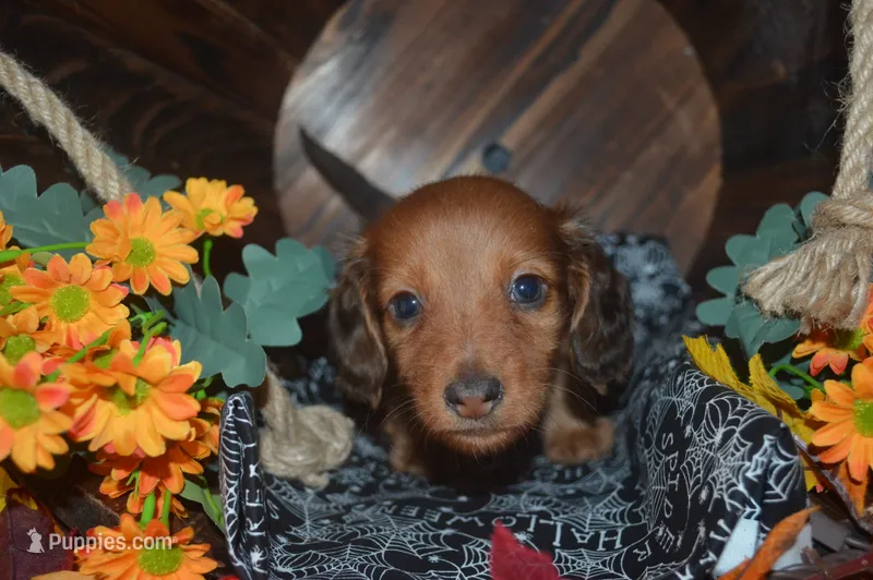 DAPPLE Male Reduced !  – Miniature Dachshund puppy for sale in Sylvia, KS