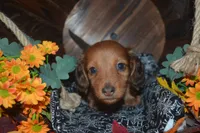 DAPPLE Male , a male Miniature Dachshund for sale in Sylvia, KS – 3 of 10