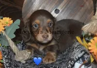 Chocolate/Tan , a male Miniature Dachshund for sale in Sylvia, KS – 3 of 3
