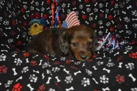 Dapple LH Male , a male Miniature Dachshund for sale in Sylvia, KS – 5 of 5