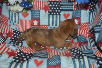 Dapple Female PRA Clear, a female Miniature Dachshund for sale in Sylvia, KS – 5 of 8