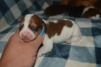 Pie Male , a male Miniature Dachshund for sale in Sylvia, KS – 1 of 5