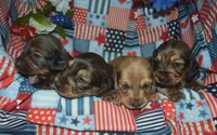 LH Male AKC/PRA Clear , a male Miniature Dachshund for sale in Sylvia, KS – 7 of 7
