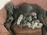 Victoria , a female Weimaraner for sale in Sylvia, KS – 4 of 4