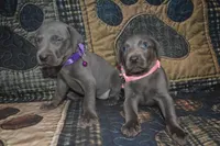 AKC Female Pink , a male Weimaraner for sale in Sylvia, KS – 4 of 5