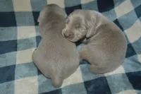 Silver Female AKC , a female Weimaraner for sale in Sylvia, KS – 4 of 6
