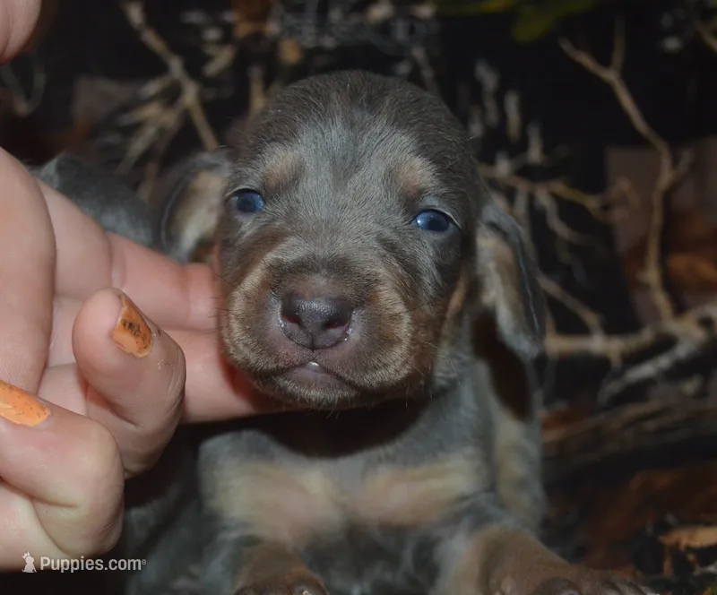 Female  – Weimaraner puppy for sale in Sylvia, KS