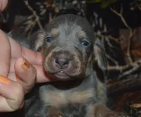 Female , a male Weimaraner for sale in Sylvia, KS – 1 of 5