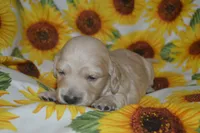 Cream Male AKC/PRA Clear  , a male Miniature Dachshund for sale in Sylvia, KS – 2 of 5