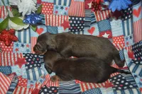 LH Male AKC/PRA Clear , a male Miniature Dachshund for sale in Sylvia, KS – 6 of 7