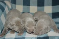 Silver Male AKC , a male Weimaraner for sale in Sylvia, KS – 2 of 3