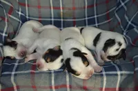 Blue Tir Males, a male Australian Cattle Dog for sale in Sylvia, KS – Photo 3 of 5