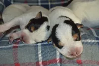 Blue Tir Males, a male Australian Cattle Dog for sale in Sylvia, KS – Photo 1 of 5