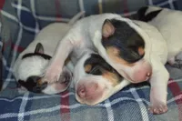 Blue Tir Males, a male Australian Cattle Dog for sale in Sylvia, KS – Photo 2 of 5