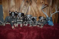 Blue Tir Males, a male Australian Cattle Dog for sale in Sylvia, KS – Photo 4 of 5