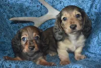 Shaded Cream Male , a male Miniature Dachshund for sale in Sylvia, KS – 3 of 4