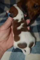 Pie Male , a male Miniature Dachshund for sale in Sylvia, KS – 2 of 5