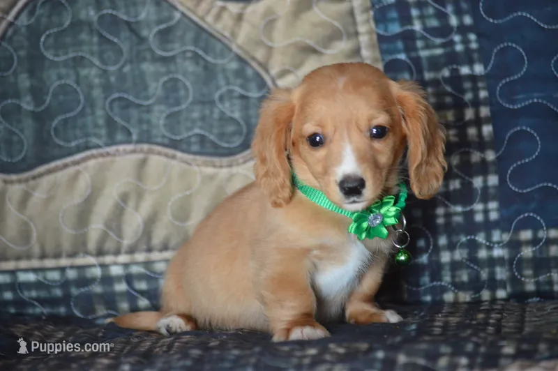 Tommy AKC  – Miniature Dachshund puppy for sale in Sylvia, KS