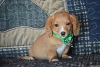 Tommy AKC , a male Miniature Dachshund for sale in Sylvia, KS – 1 of 6