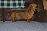 AKC PRA CLEAR, a male Miniature Dachshund for sale in Sylvia, KS – Photo 4 of 5