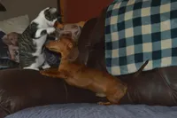 AKC PRA CLEAR, a male Miniature Dachshund for sale in Sylvia, KS – Photo 5 of 5