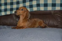 AKC PRA CLEAR, a male Miniature Dachshund for sale in Sylvia, KS – Photo 2 of 5