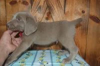 Silver Longhair Male , a male Weimaraner for sale in Sylvia, KS – 5 of 5