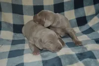 Silver Female AKC , a female Weimaraner for sale in Sylvia, KS – 2 of 6