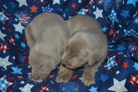 Longer Tail Silver Female AKC , a female Weimaraner for sale in Sylvia, KS – 3 of 7