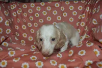AKC/PRA Clear Male , a male Miniature Dachshund for sale in Sylvia, KS – 2 of 3