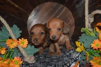 DAPPLE <Male , a male Miniature Dachshund for sale in Sylvia, KS – 2 of 8