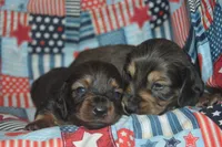 LH Male AKC/PRA Clear , a male Miniature Dachshund for sale in Sylvia, KS – 3 of 7