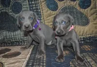 AKC Female Pink , a male Weimaraner for sale in Sylvia, KS – 2 of 5