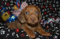 Dapple Female SM, a female Miniature Dachshund for sale in Sylvia, KS – 2 of 4