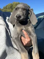 MOH Blue Male, a male Weimaraner for sale in Sylvia, KS – 3 of 4