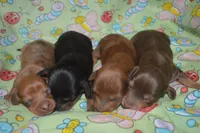 DAPPLE Male , a male Miniature Dachshund for sale in Sylvia, KS – 7 of 7