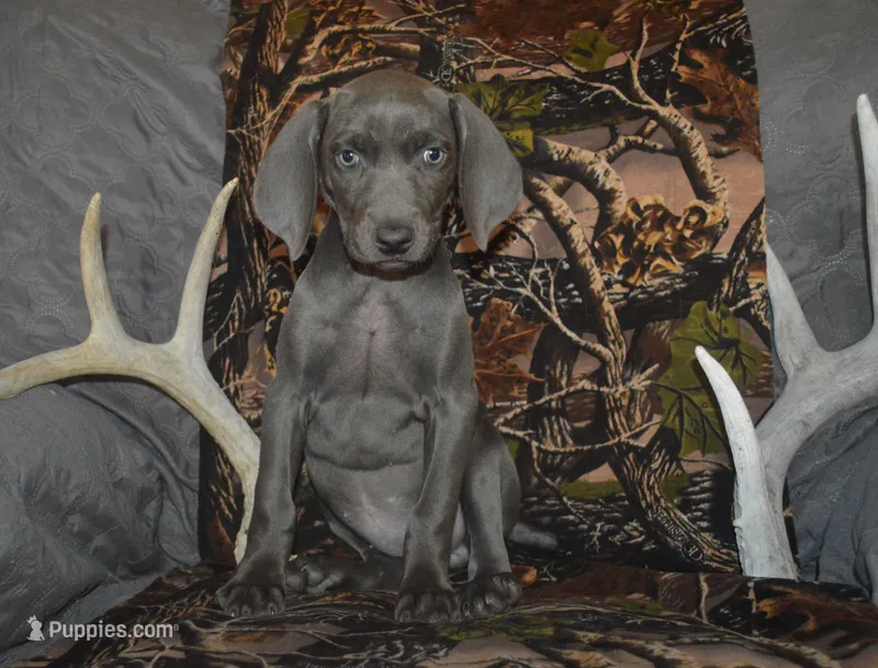 Blue Female  – Weimaraner puppy for sale in Sylvia, KS