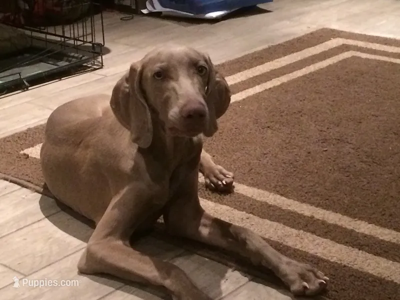 AKC April  – Weimaraner puppy for sale in Sylvia, KS