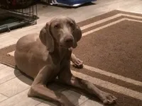 AKC April , a female Weimaraner for sale in Sylvia, KS – 1 of 1