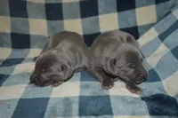 Blue Female AKC , a female Weimaraner for sale in Sylvia, KS – 8 of 8