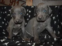 Blue Male , a male Weimaraner for sale in Sylvia, KS – 4 of 4
