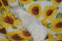 Cream/Pie Male AKC/PRA Clear  , a male Miniature Dachshund for sale in Sylvia, KS – 2 of 6