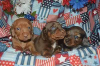 Dapple Female PRA Clear, a female Miniature Dachshund for sale in Sylvia, KS – 6 of 8