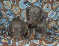 MOH Blue Male , a male Weimaraner for sale in Sylvia, KS – 7 of 7